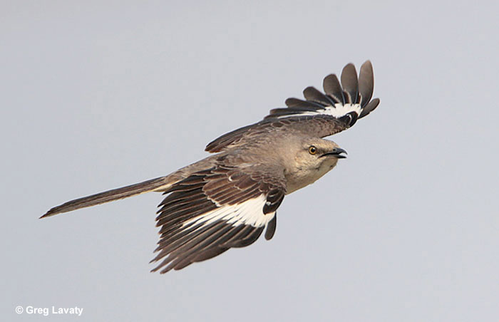 Northern Mockingbird in flight