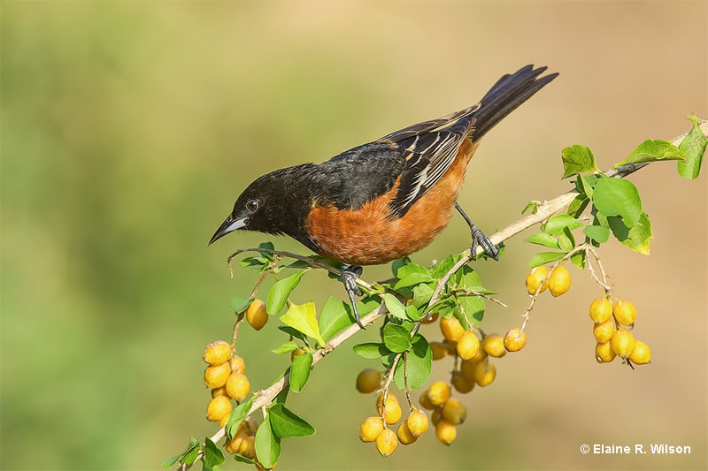 Orchard Oriole diet