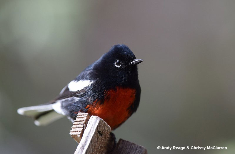 Painted Redstart is a bird with red chest