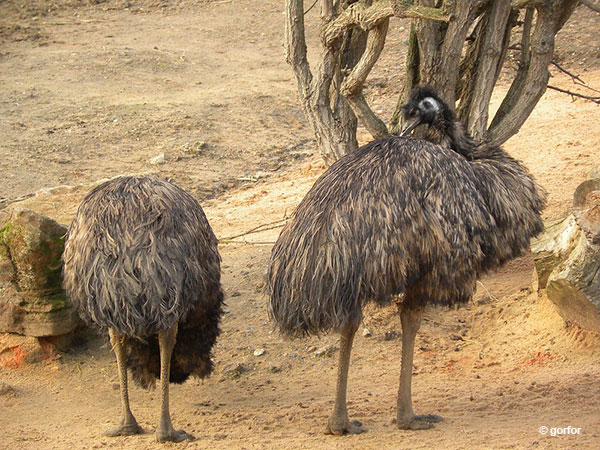 Pair of emus