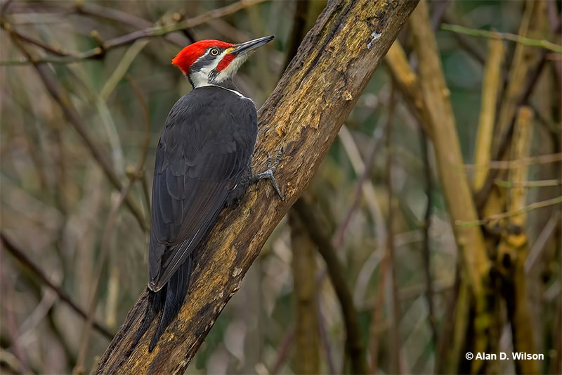 Pileated Woodpecker on a tree branch