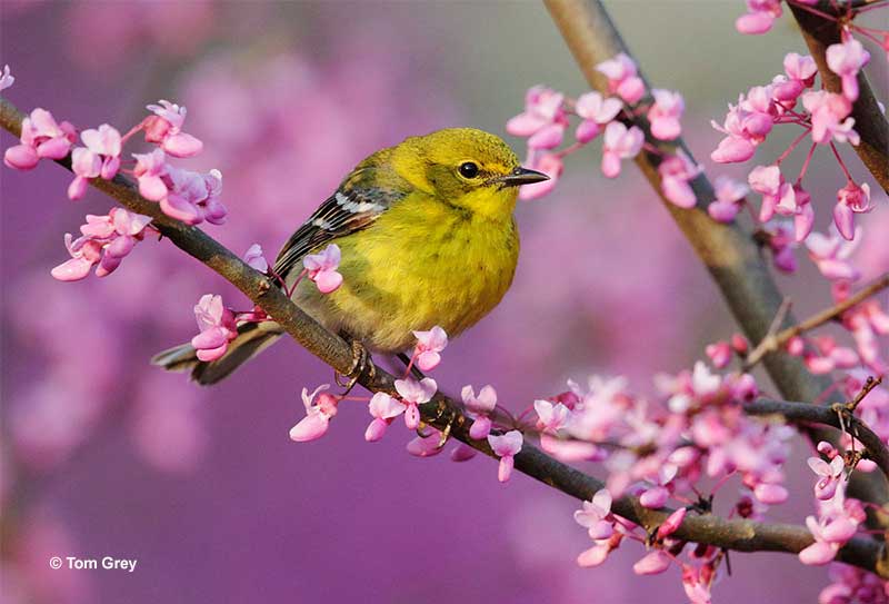 Pine Warbler surrounded by blooming trees