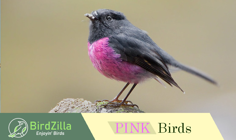 Different types of Pink birds