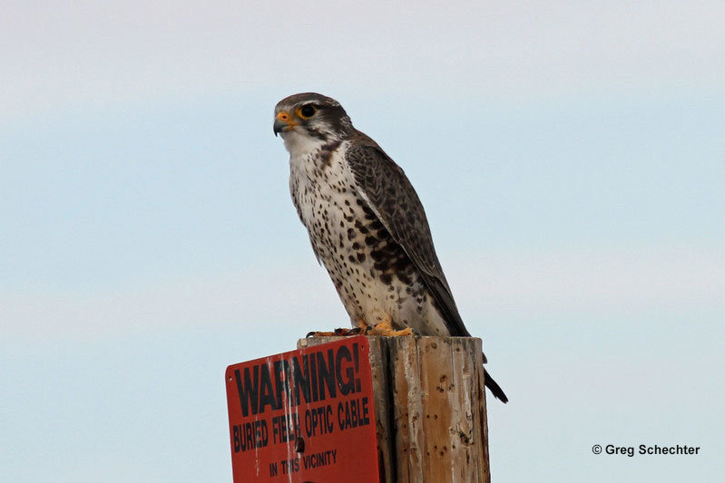Prairie Falcon perching