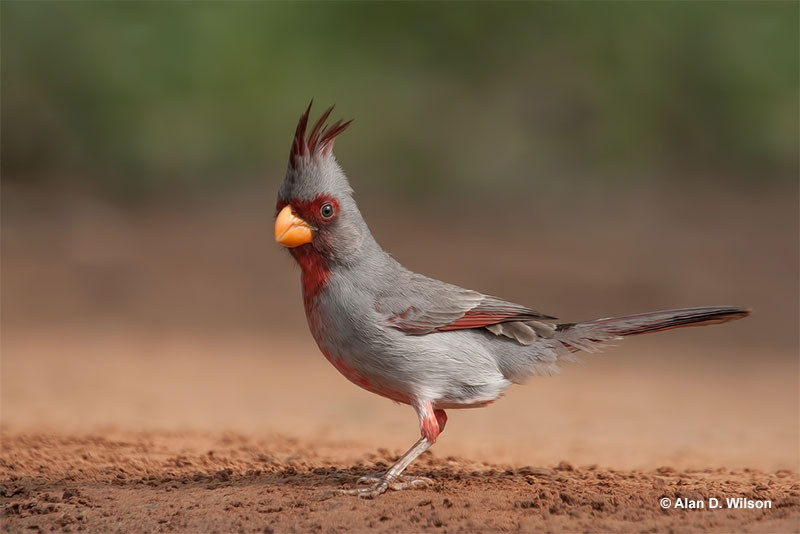 Pyrrhuloxia