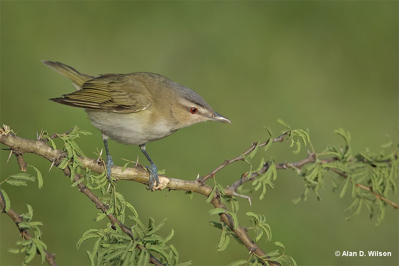 Red- eyed Vireo on a branch