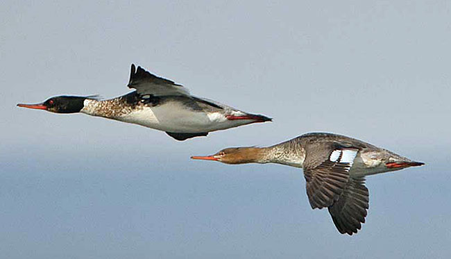 Red-breasted Mergansers are fast fliers