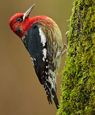 Red-breasted Sapsuckers is a bird with red chest