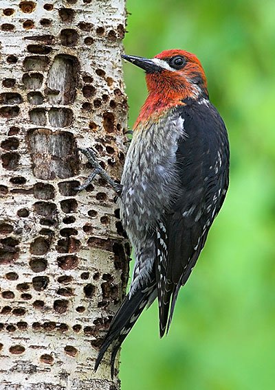 Red-breasted sapsucker enjoying some sap