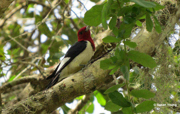 Red-headed Woodpecker - ID, Facts, Diet, Habit & More | Birdzilla