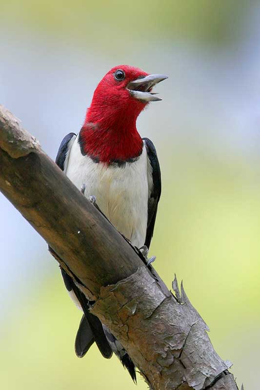 Red-headed Woodpecker calling