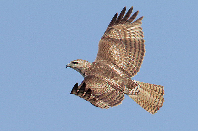 Red-Tailed hawk (Juvenile)
