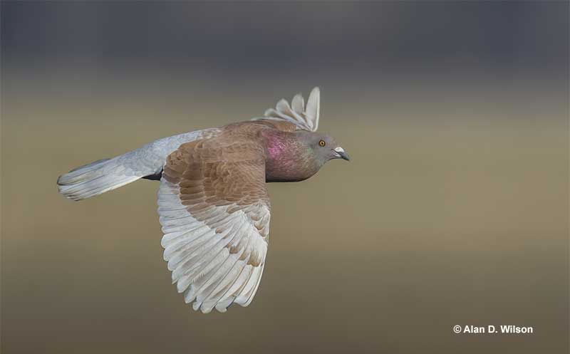 Rock Pigeon  flying