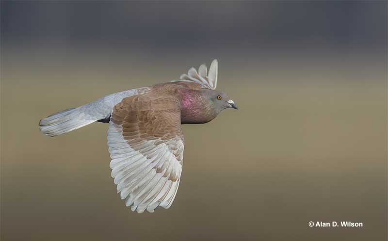 Rock Pigeon identification