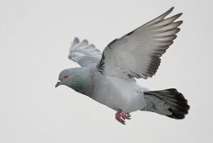 Rock Pigeon