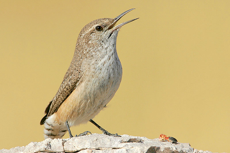 Rock wren