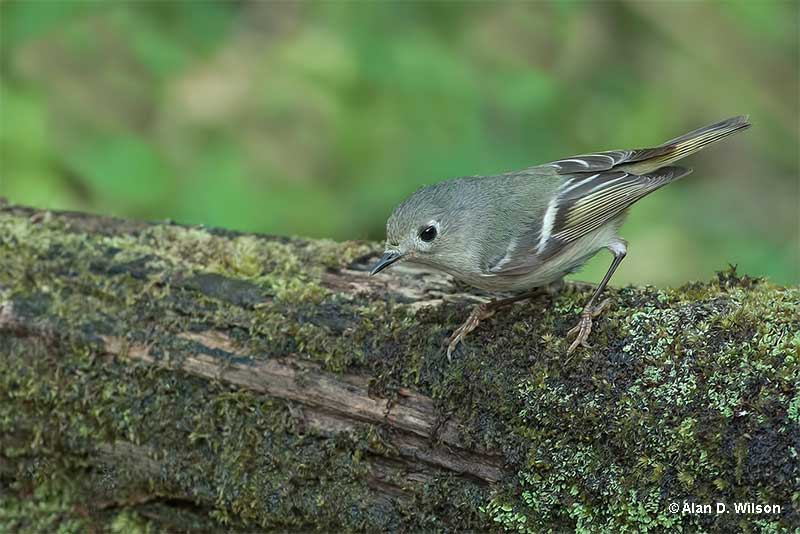 Ruby-crowned Kinglet in the forest