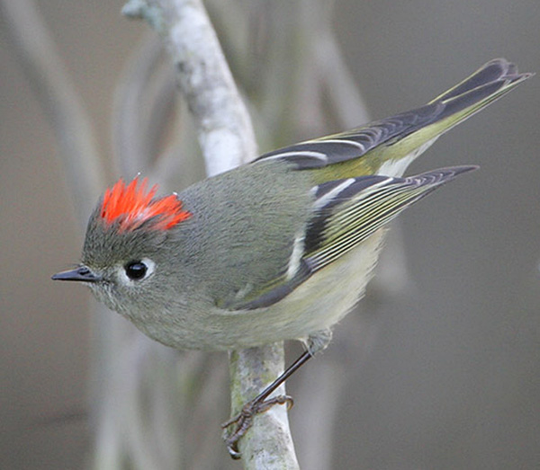 Ruby-crowned Kinglet is one of the most common birds of California
