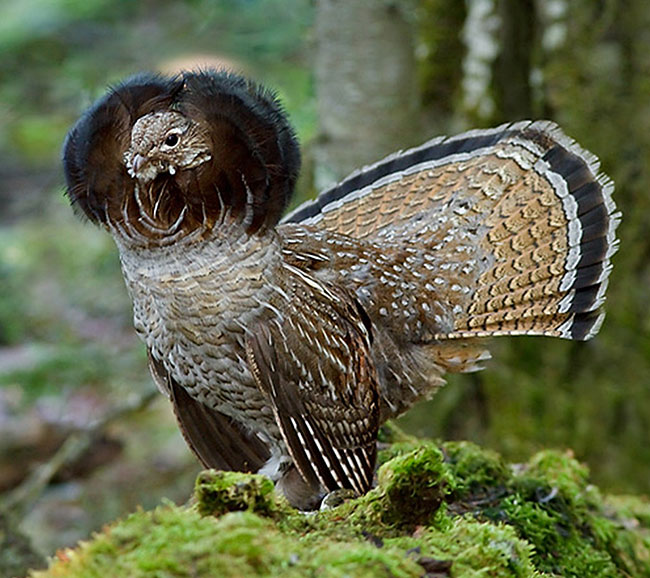 Ruffed Grouse is the state bird of Pennsylvania
