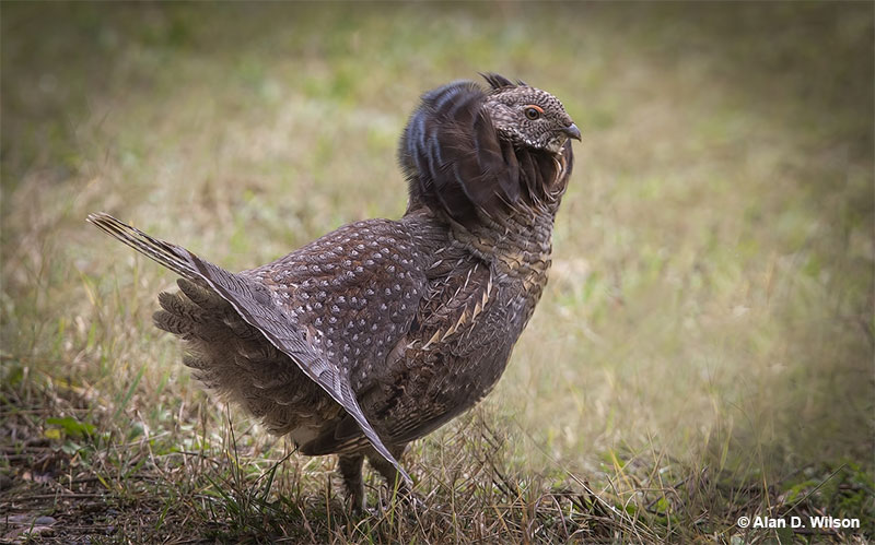 Grouse and pheasants are even related to peacocks