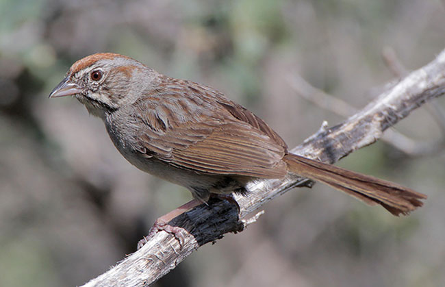 Rufous-crowned Sparrow