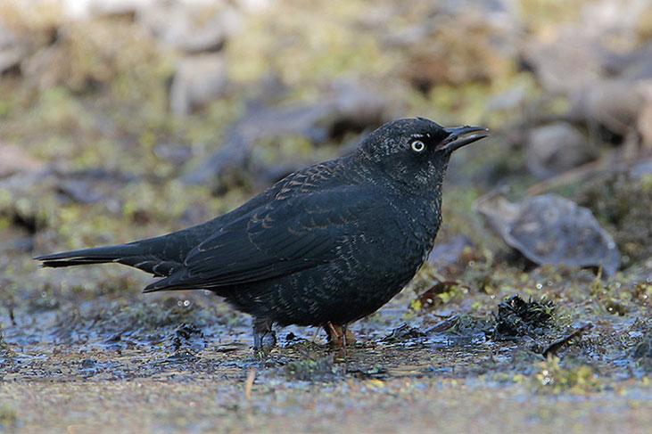 Rusty Blackbird is often seen in open field
