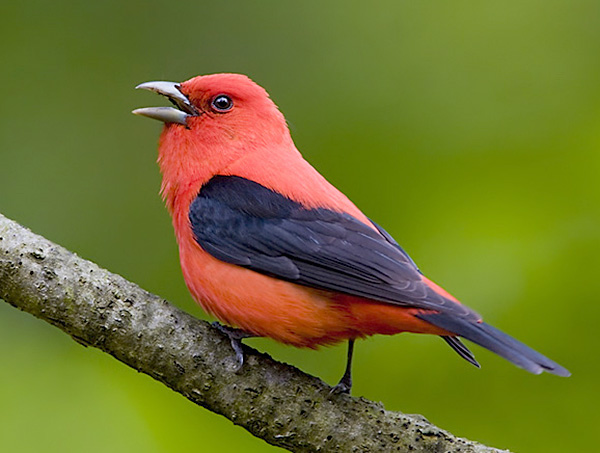 Scarlet Tanager is typical red bird