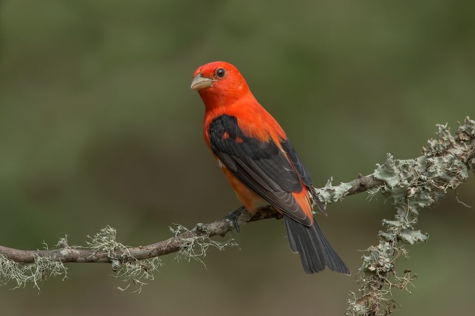 Northern Cardinal - ID, Facts, Diet, Habit & More | Birdzilla