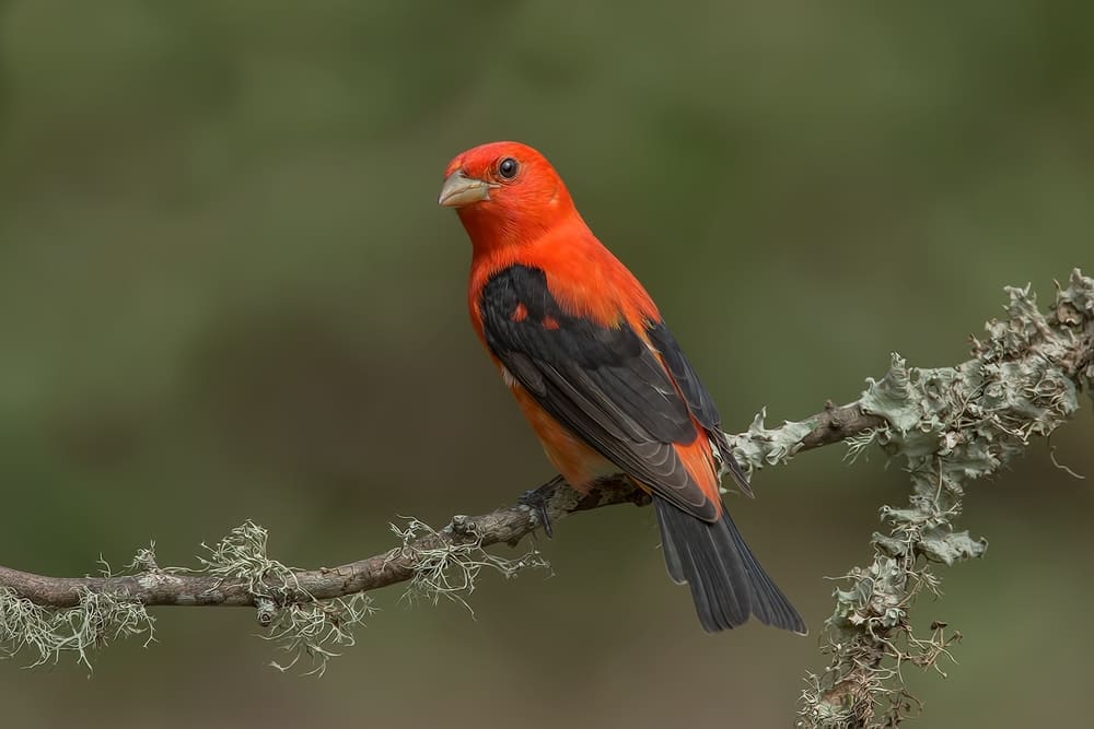 Scarlet Tanager (Male), Galveston Island, Texas
