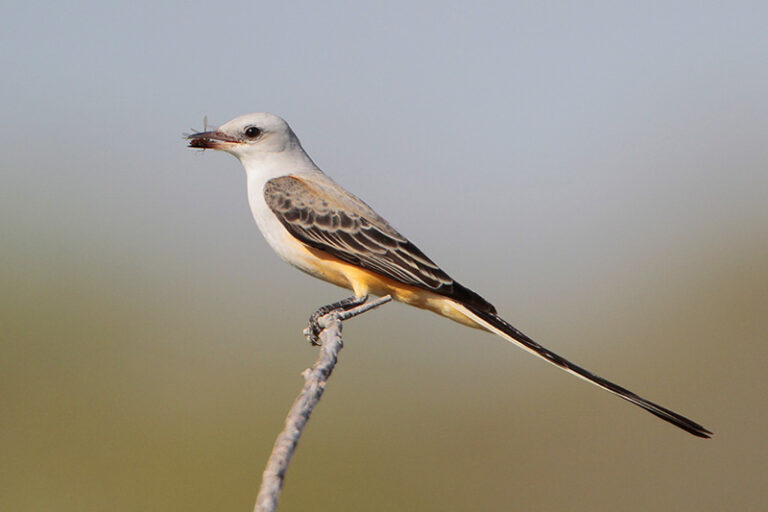 Scissortailed Flycatcher ID, Facts & More Birdzilla