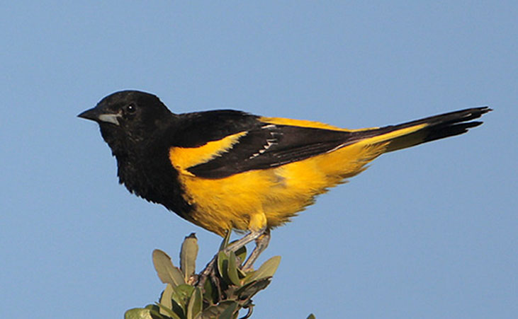 Scotts Oriole