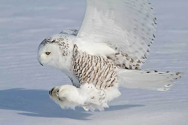 Snowy Owl using its legs