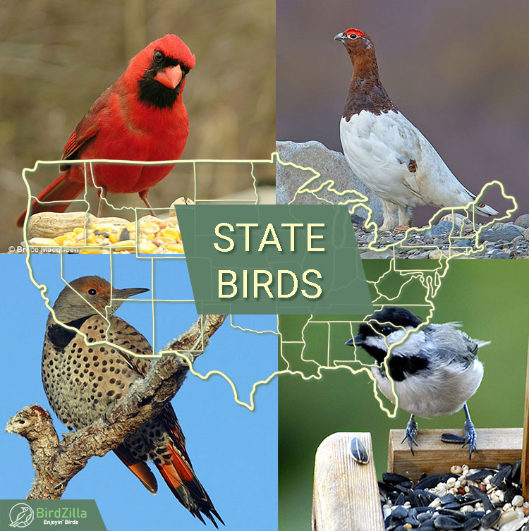 State Birds of North America
