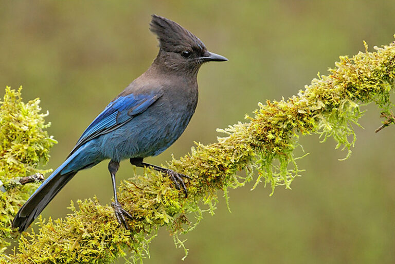12 Most Beautiful Black And Blue Birds You Can See