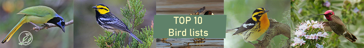 Top 10 Bird lists