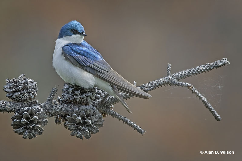 Tree Swallow showing its beautiful plumage