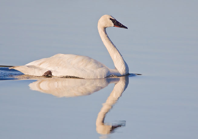 Trumpeter Swan