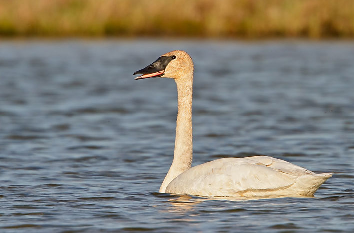 Juvenile Trumpeter Swan
