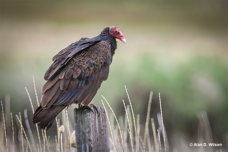 Turkey Vulture perching on a pole