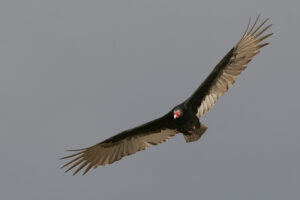 Vulture Symbolism & Meaning [Everything You Need to Know]