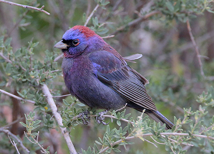 Varied Bunting