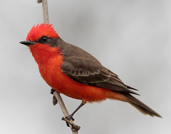 vermillion flycatcher