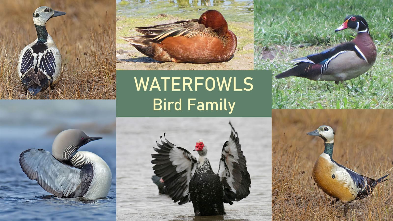Waterfowls- Bird Family