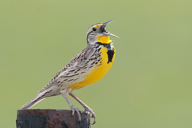 Western Meadowlark