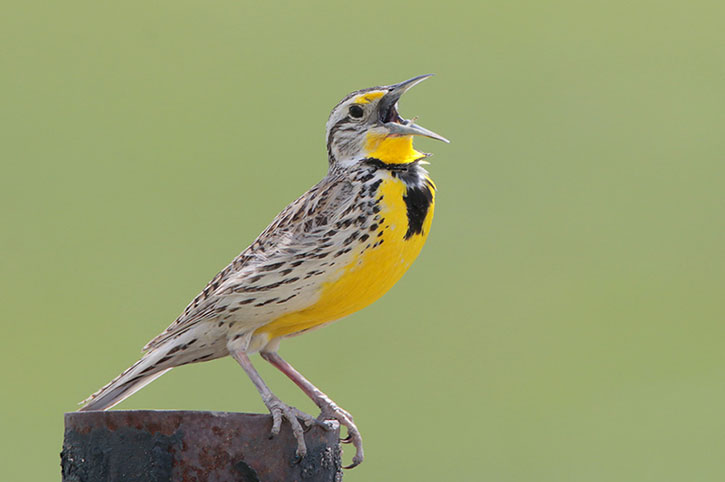 Western Meadowlark was one of the considerations for Iowa state bird title