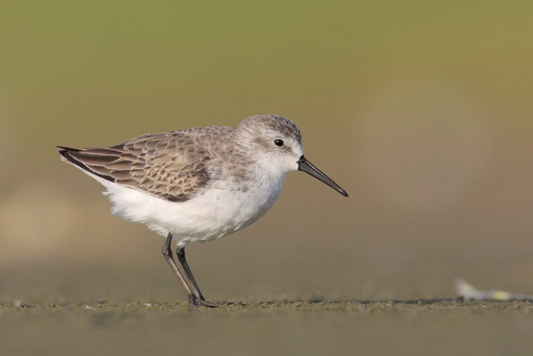 Dunlin - ID, Facts, Diet, Habit & More | Birdzilla