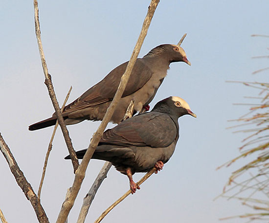 White-crowned-Pigeon