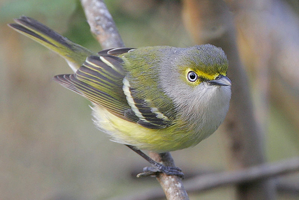 White-eyed Vireos are a common southeastern U.S. They can be found in brush, wood edges, and undergrowth. They breed in different kinds of dense low growth, including shrubby thickets of maple, briar tangles on low swampy ground, saplings in overgrown pastures, and scrub near forest edges or in open woods. 