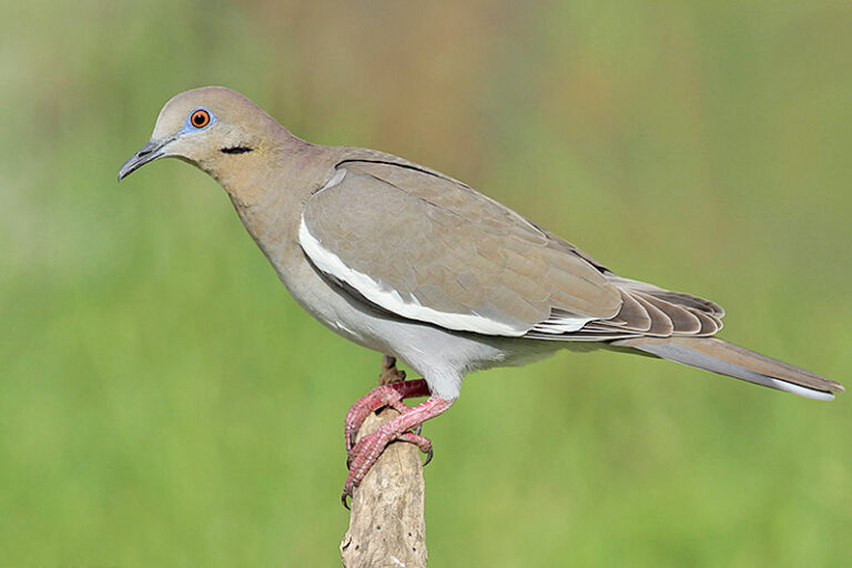 Whitewinged Dove