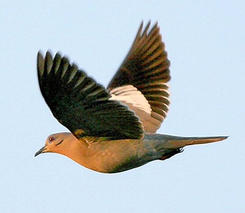 White Winged-Dove in action